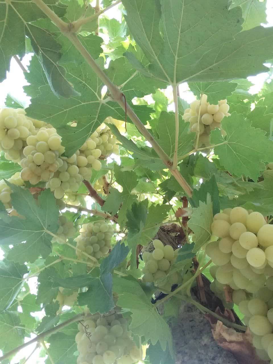 درخت انگور در ظفرآباد