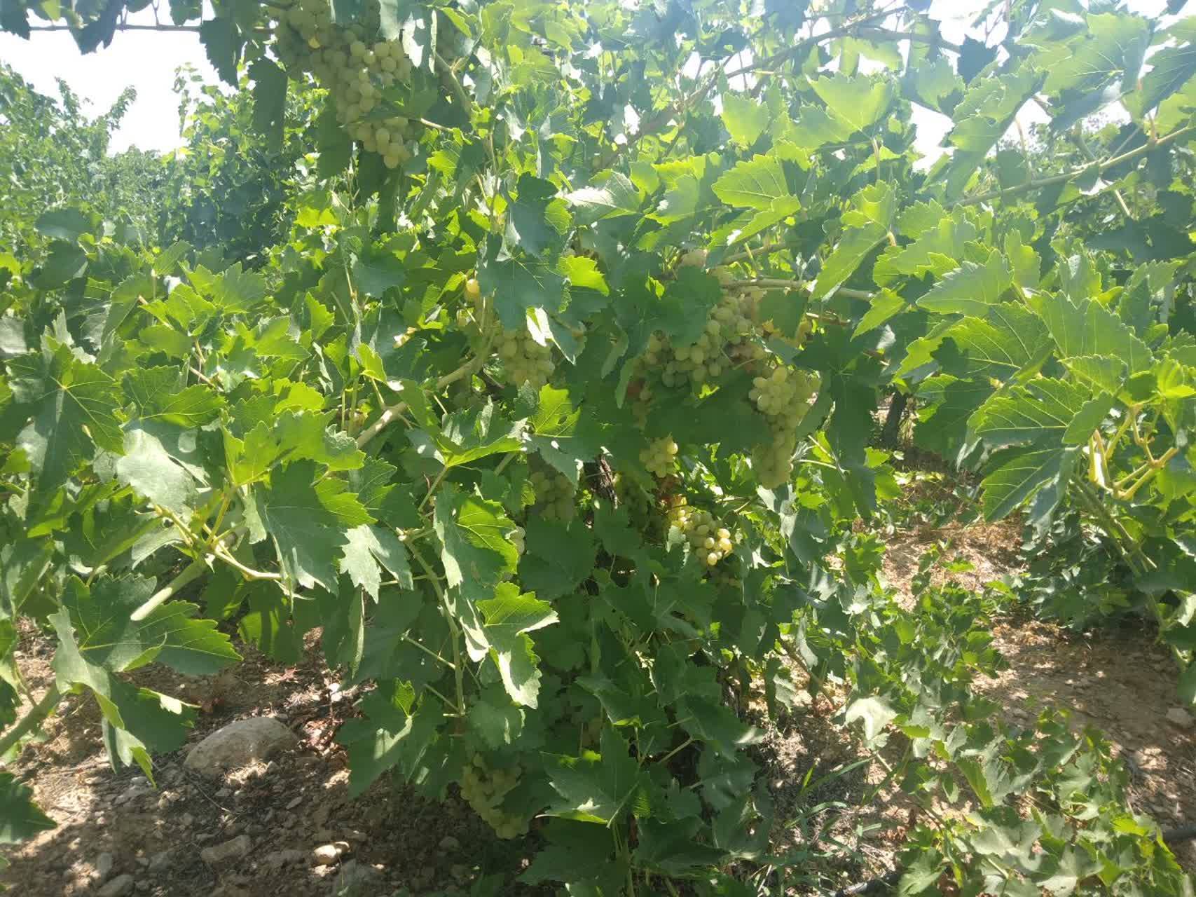 خودنمایی درختان انگور در شیراز