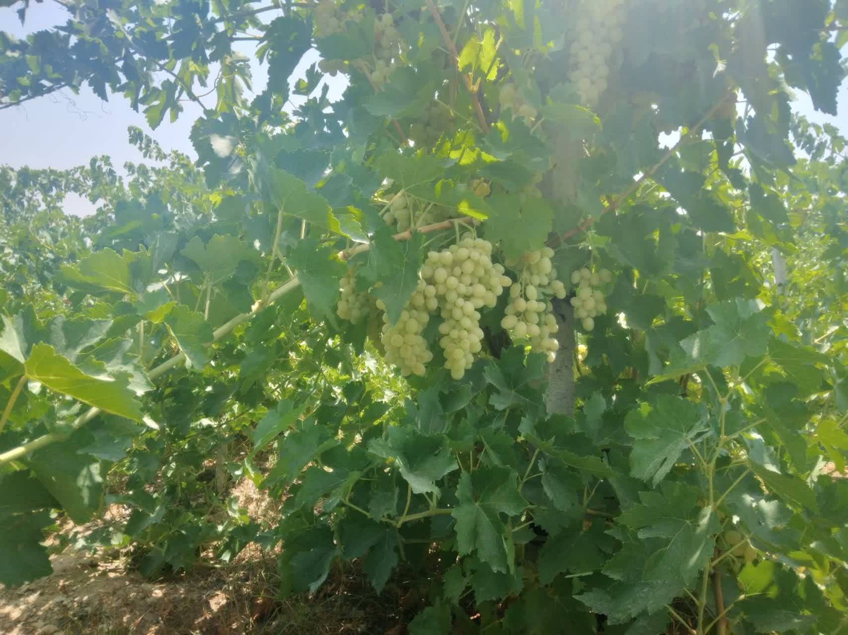 برداشت  میوه انگور
