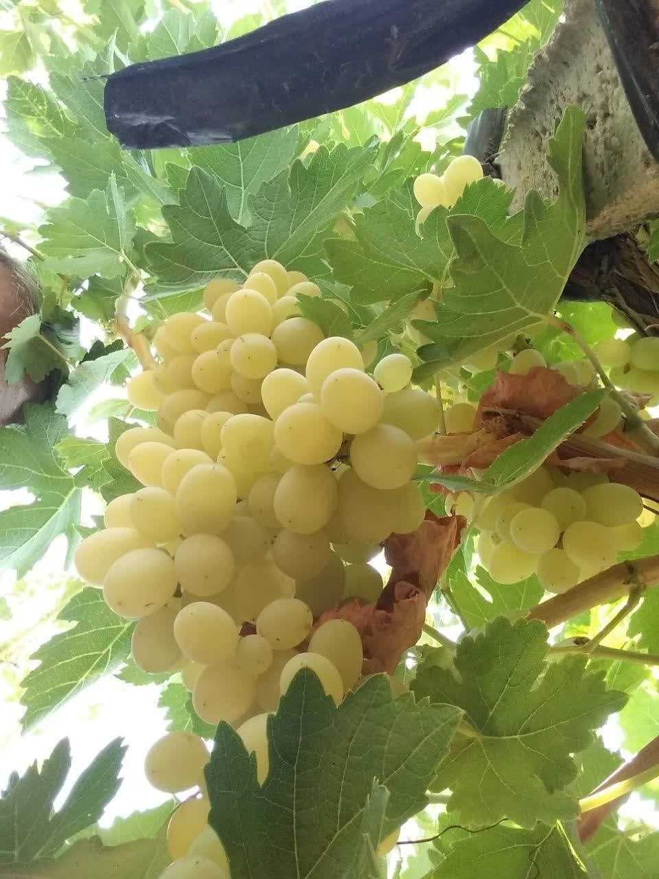 برداشت لنگور در ظفر آباد