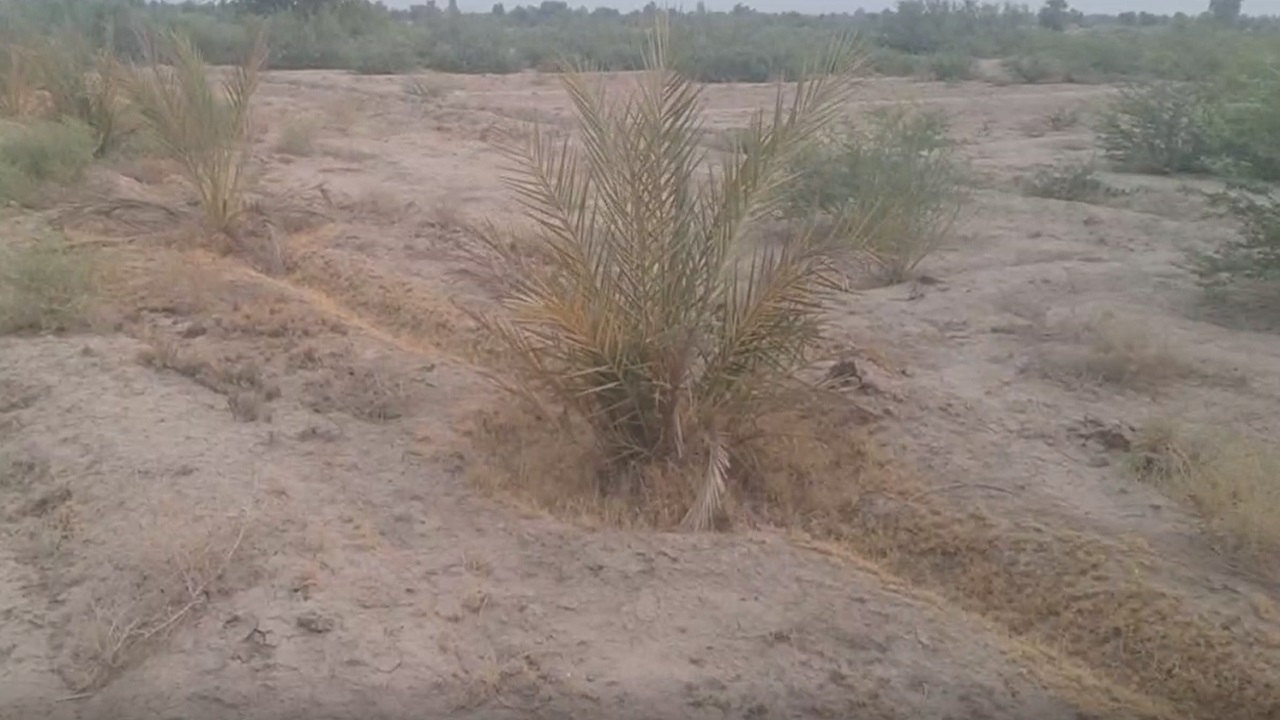 آبیاری زمین‌های کشاورزی روستای ابوذریه در گرو سهمیه گازوئیل + فیلم