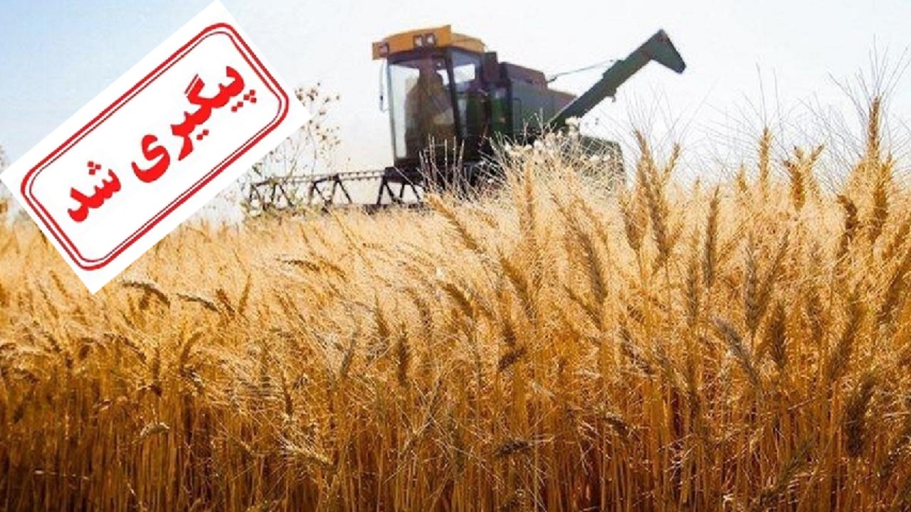 باقیمانده مطالبات گندمکاران پرداخت خواهد شد