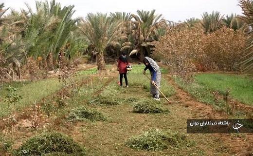 گردشگری کشاورزی صنعتی نوپا با تلاش خواهران خلاق کویر در بافق +عکس