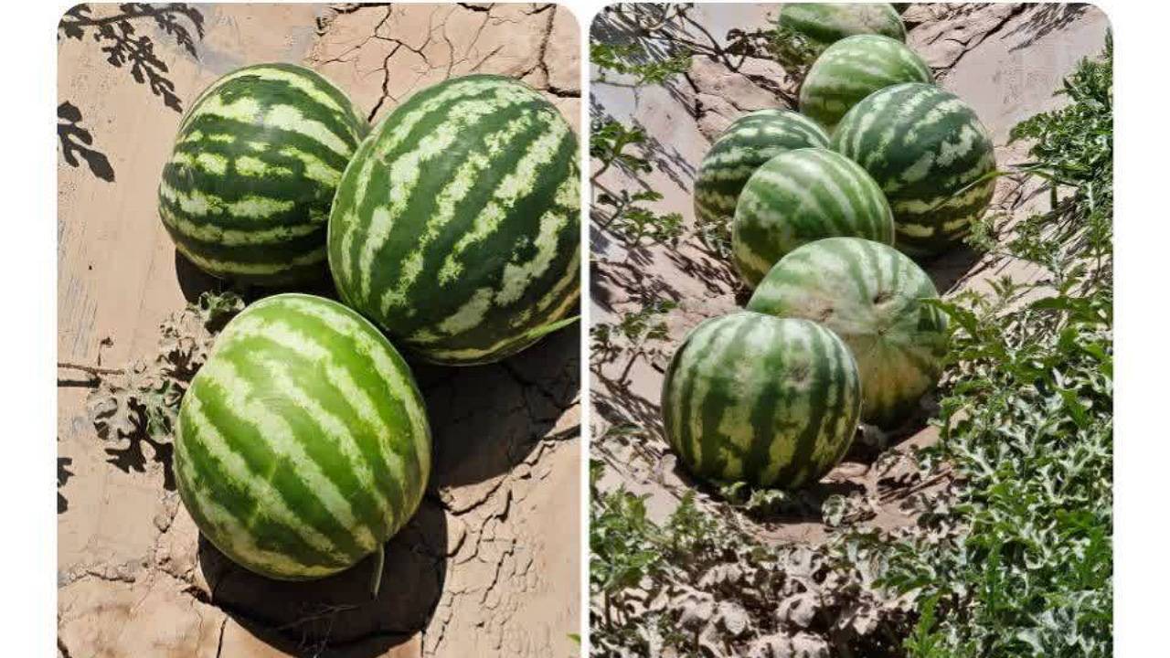 برداشت هندوانه در بردسیر