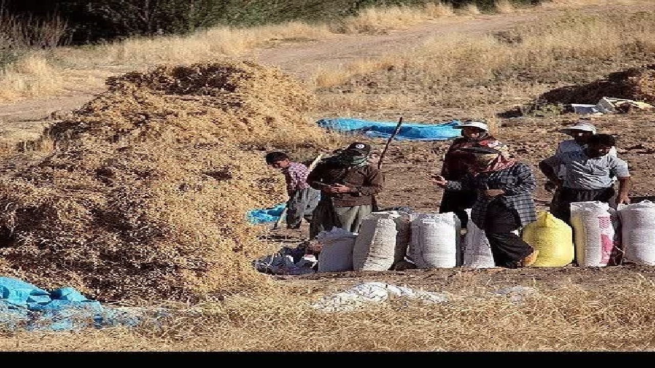 خرید ۴۰۵ هزار تنی گندم از کشاورزان لرستانی