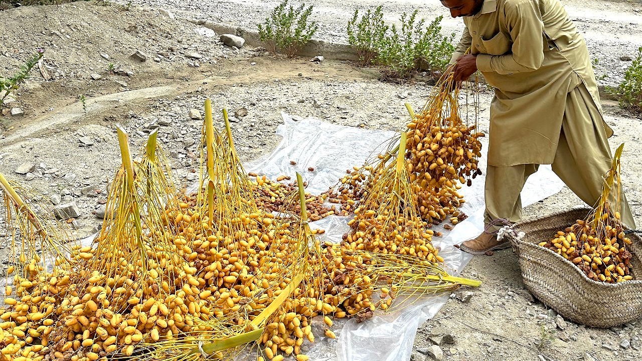 برداشت خرما در منطقه سرباز بلوچستان آغاز شد