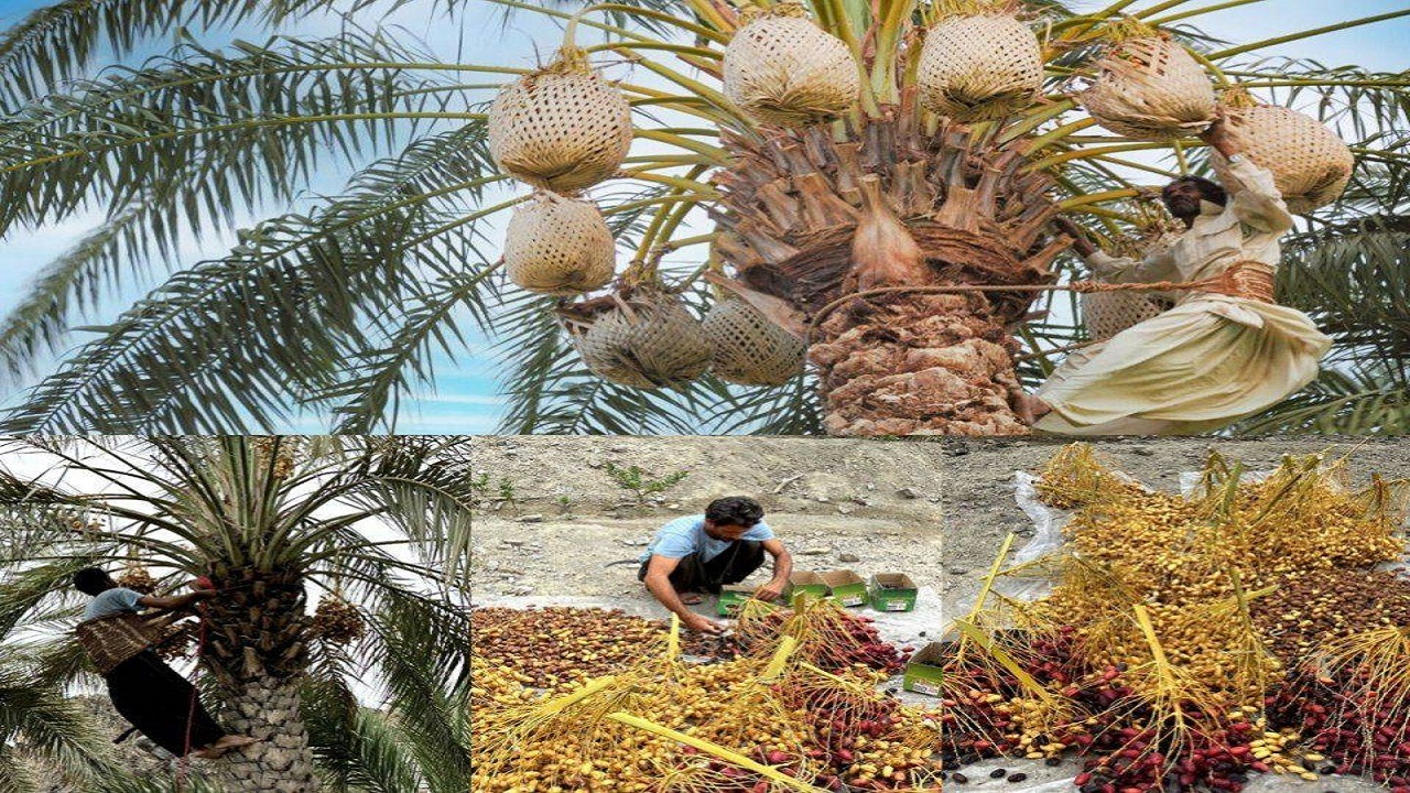 آغاز برداشت خرما از ۲۷۳۰ هکتار نخلستان بارور شهرستان سرباز