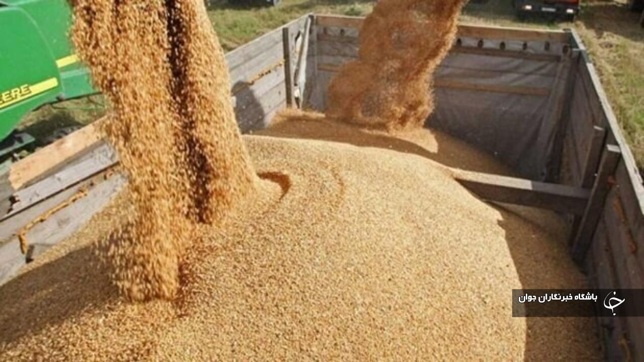 بیش از ۷۹ هزار تُن گندم از کشاورزان بوکانی خریداری شد