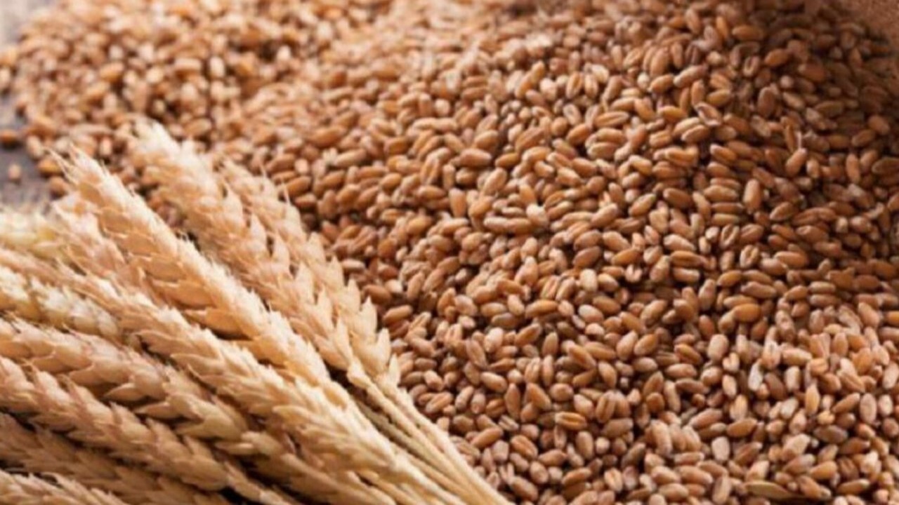 صادرات گندم قزاقستان به افغانستان