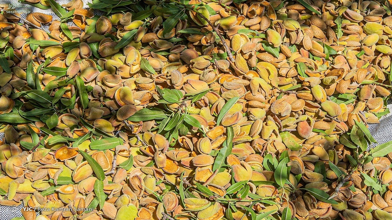 آغاز برداشت بادام از باغات آذربایجان غربی