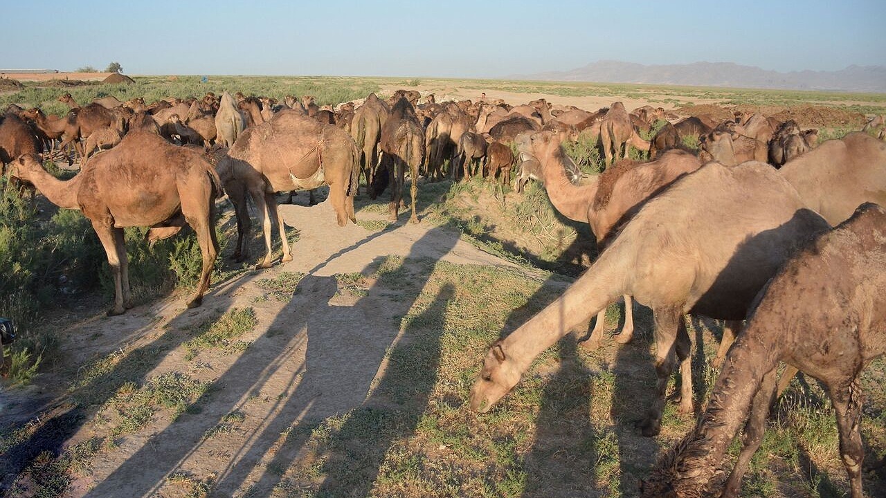 ۹ هزار میلیارد ریال در بخش دام و طیور زاهدان سرمایه‌گذاری شد