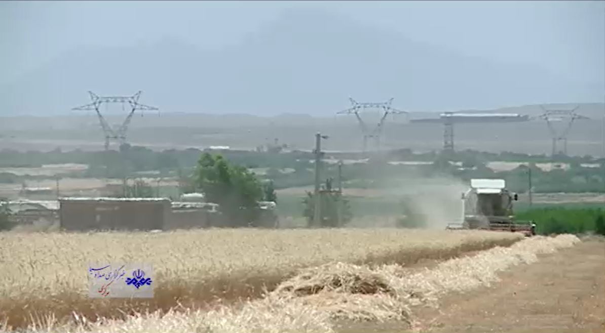پرداخت مطالبات گندم‌کاران طی دو هفته