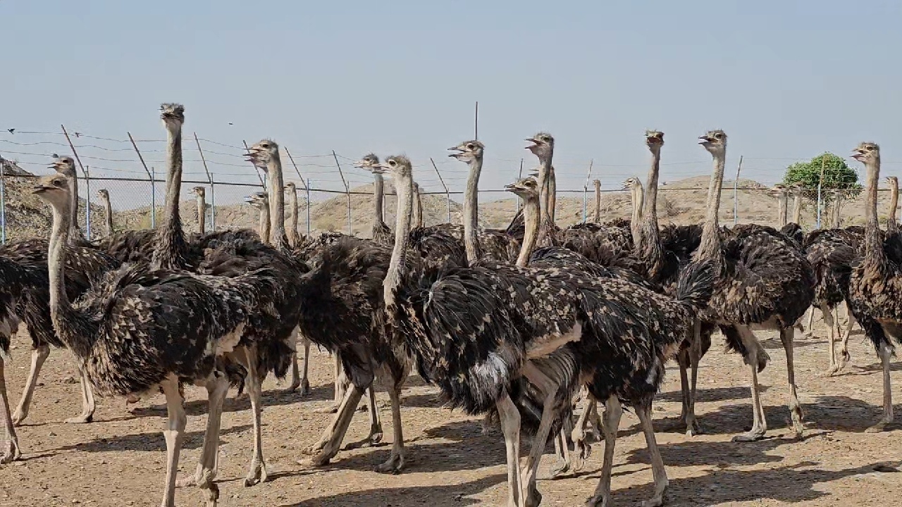 پرورش انواع دام و طیور در بخش توکهور و هشتبندی