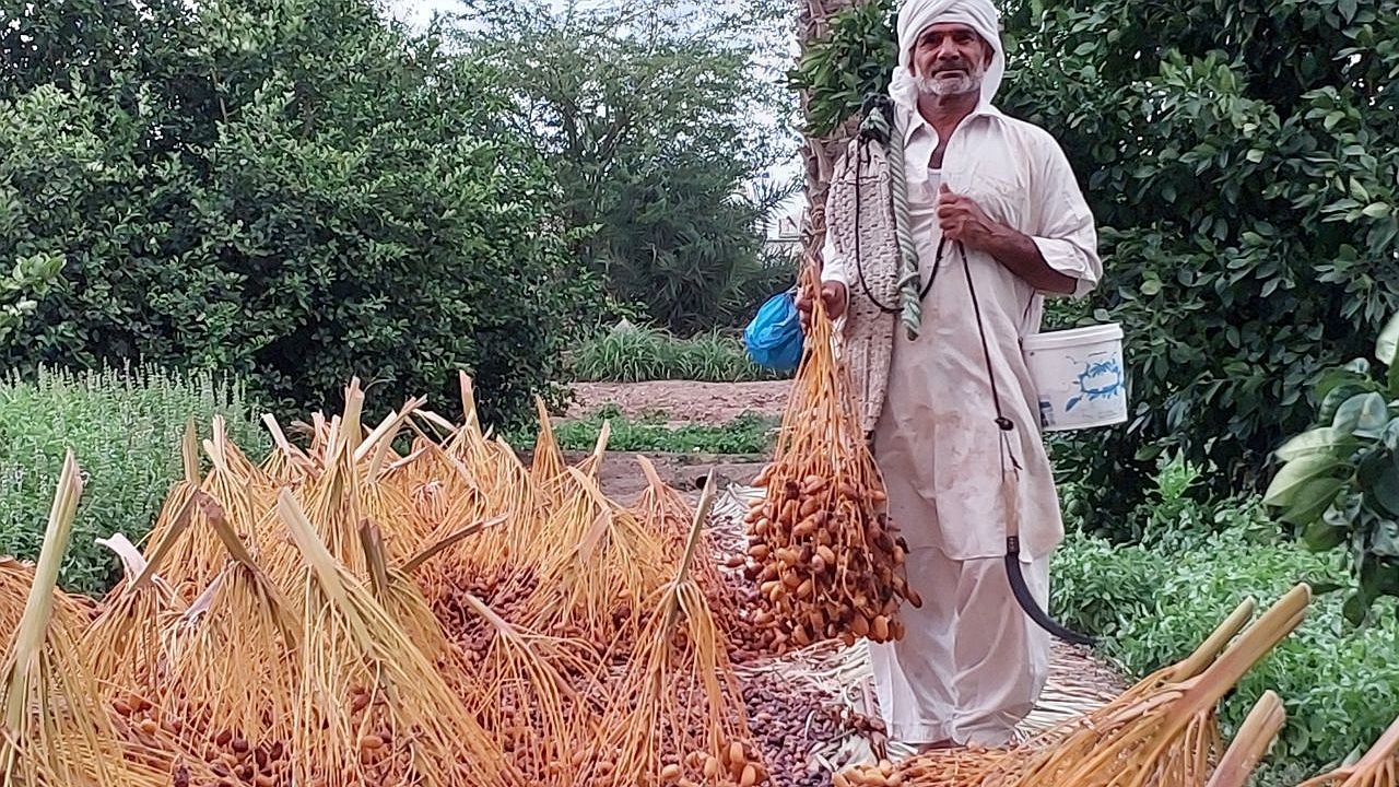 برداشت خرما در سیستان و بلوچستان از مرز ۵۰ هزار تن فراتر رفت