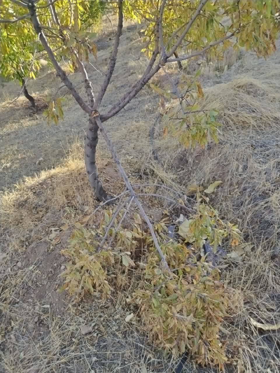 تخریب درختان
