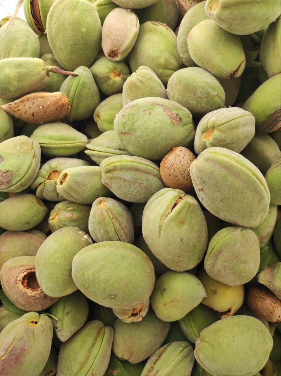 بادام