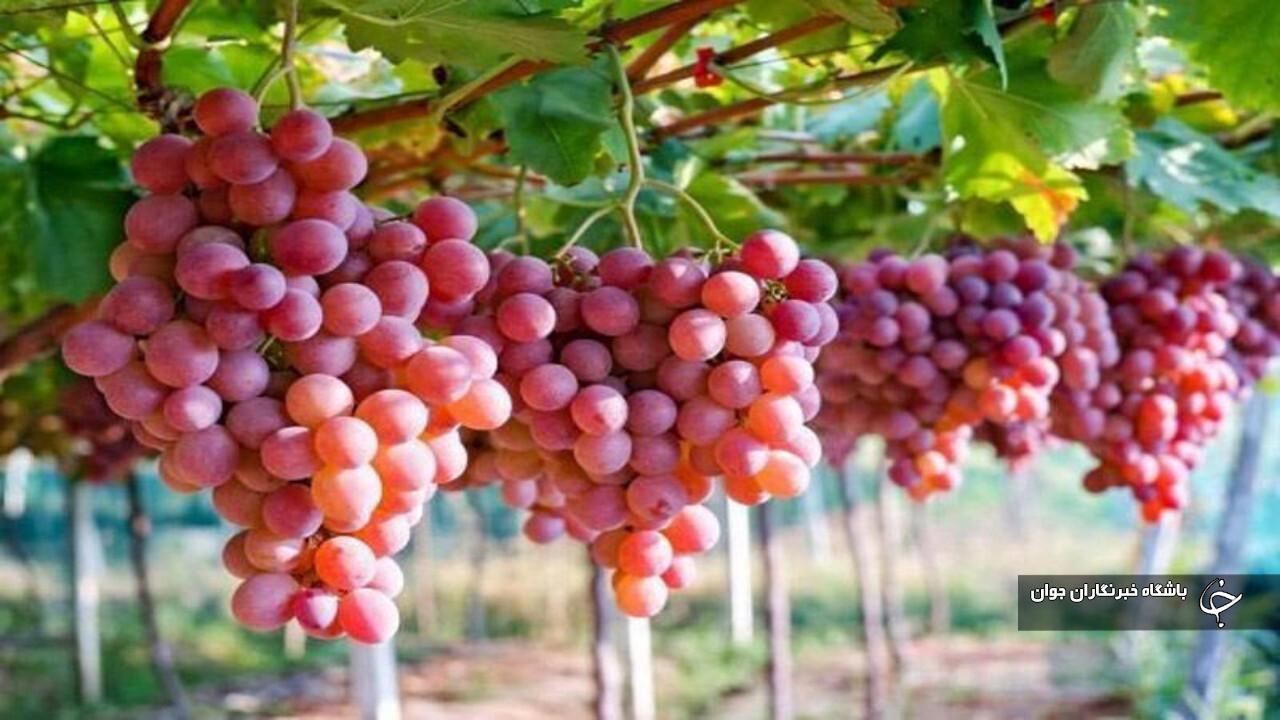 آذربایجان‌غربی با ۱۹۰ هزار تن تولید در رتبه چهارم کشور قرار دارد