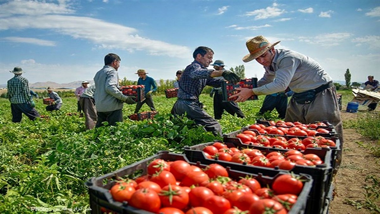 پیش بینی برداشت ۶۹ هزار تن گوجه فرنگی از مزارع خراسان شمالی