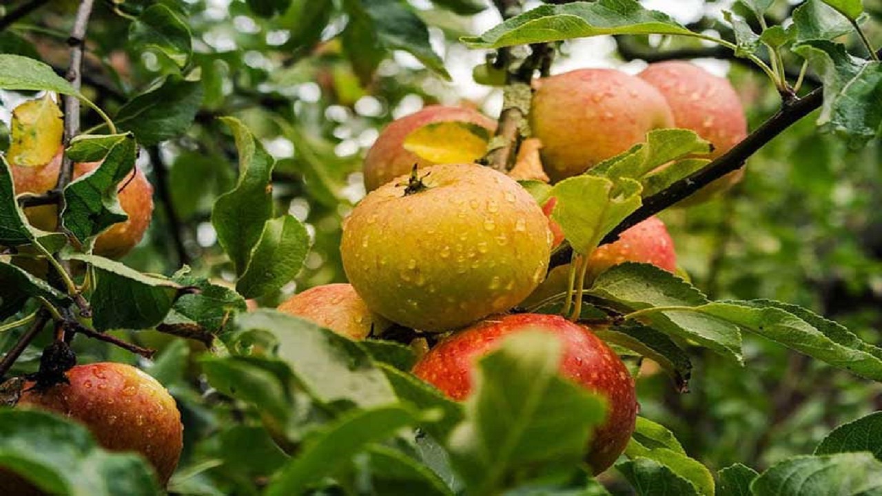 تصاویری از پربار شدن درختان سیب در روستای ازغد
