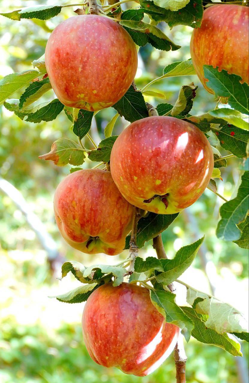 درخت سیب در روستای ازغد