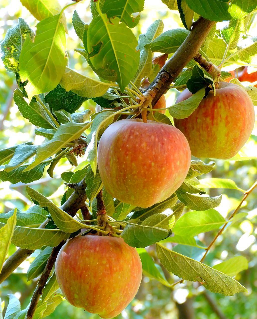 نمایی از درخت سیب در روستای ارغد