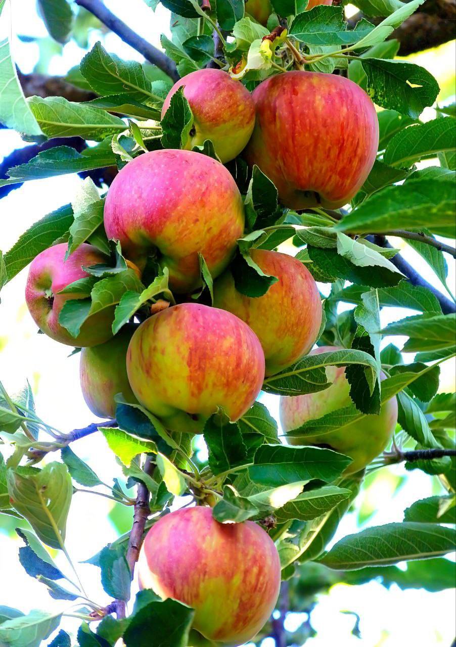 نمایی از درخت سیب
