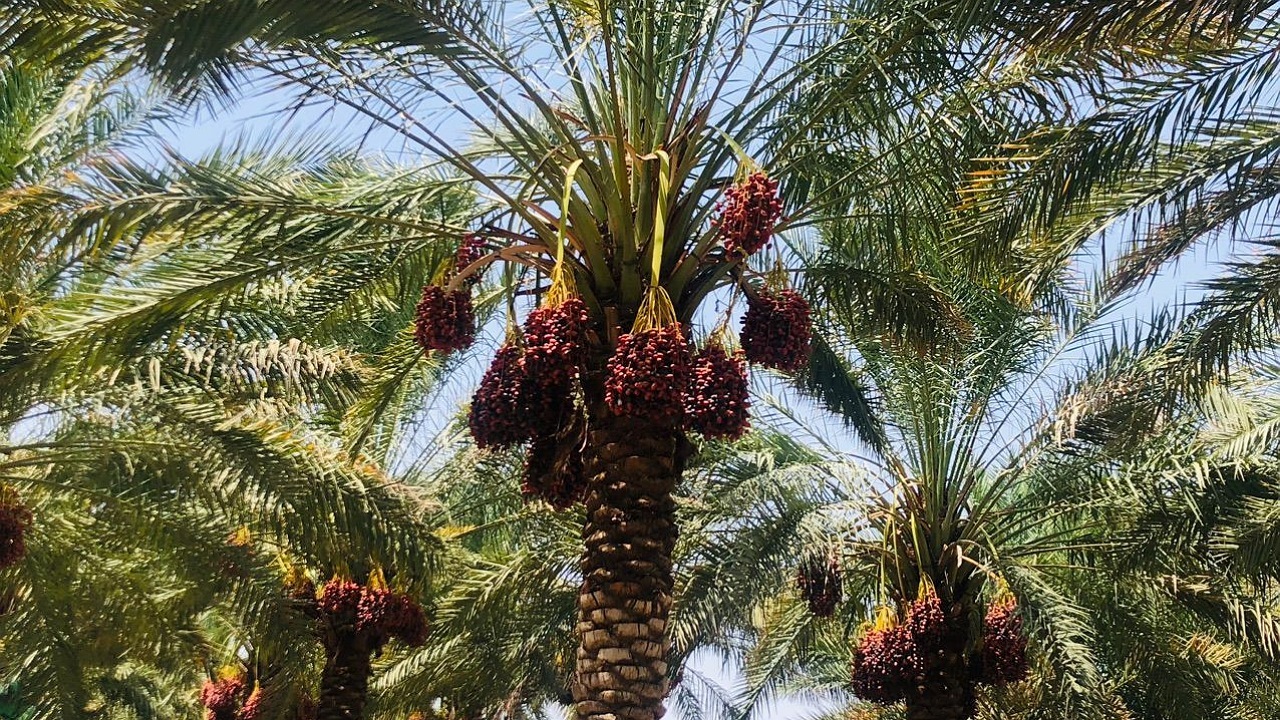 ۱۴۰هزار تن خرما در سیستان و بلوچستان برداشت شد