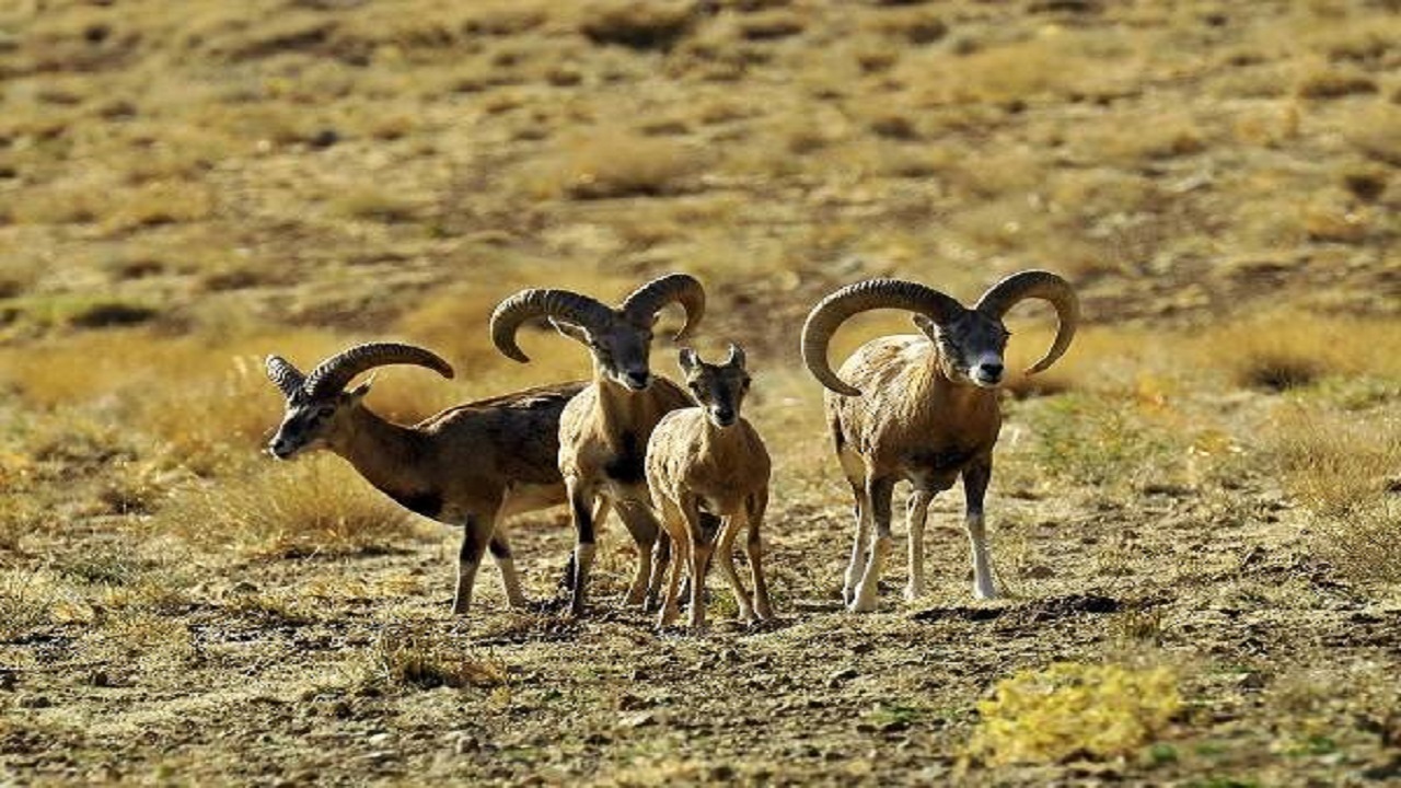 آغاز سرشماری تابستانه حیات‌وحش در چهارمحال و بختیاری