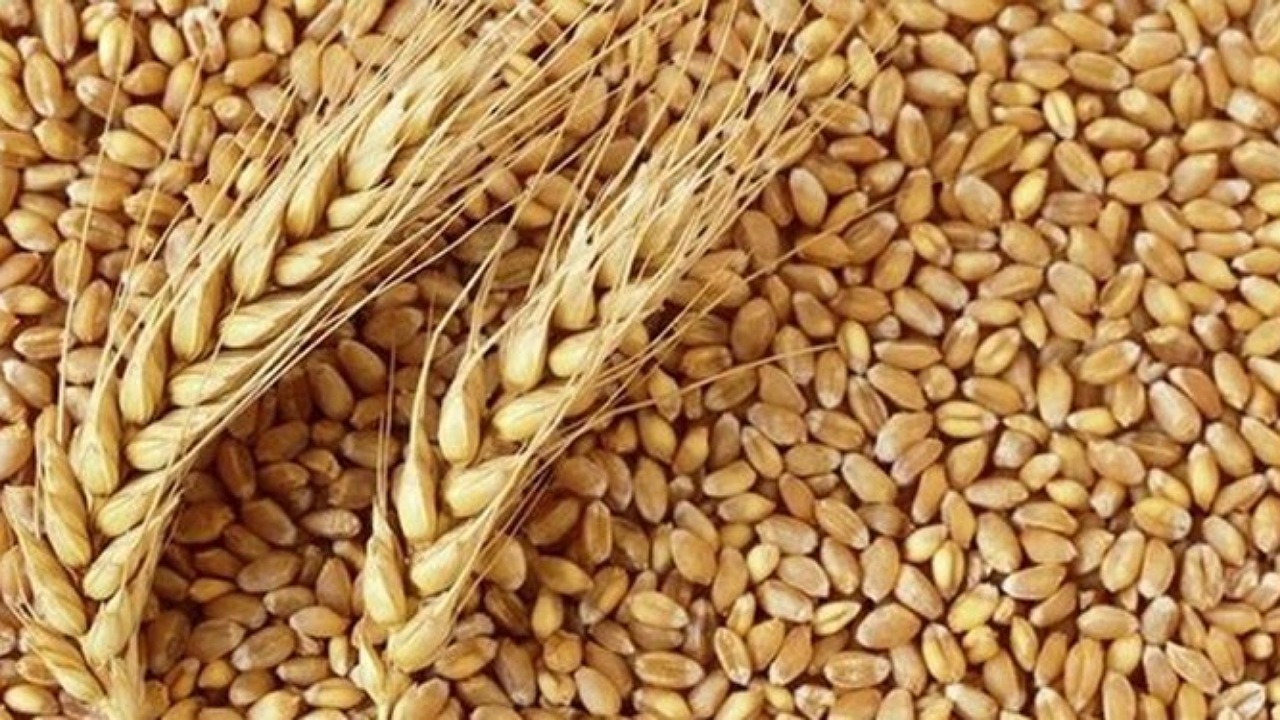 کشف ۲۵ تن گندم قاچاق در جیرفت