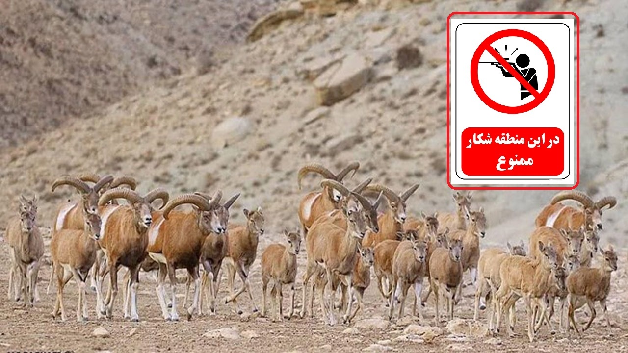 شکار ممنوع