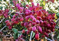 یک باغ پسته وقف نماز