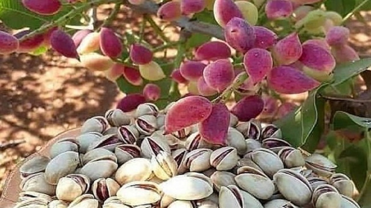 استقبال کشاورزان آذربایجان غربی از کشت پسته