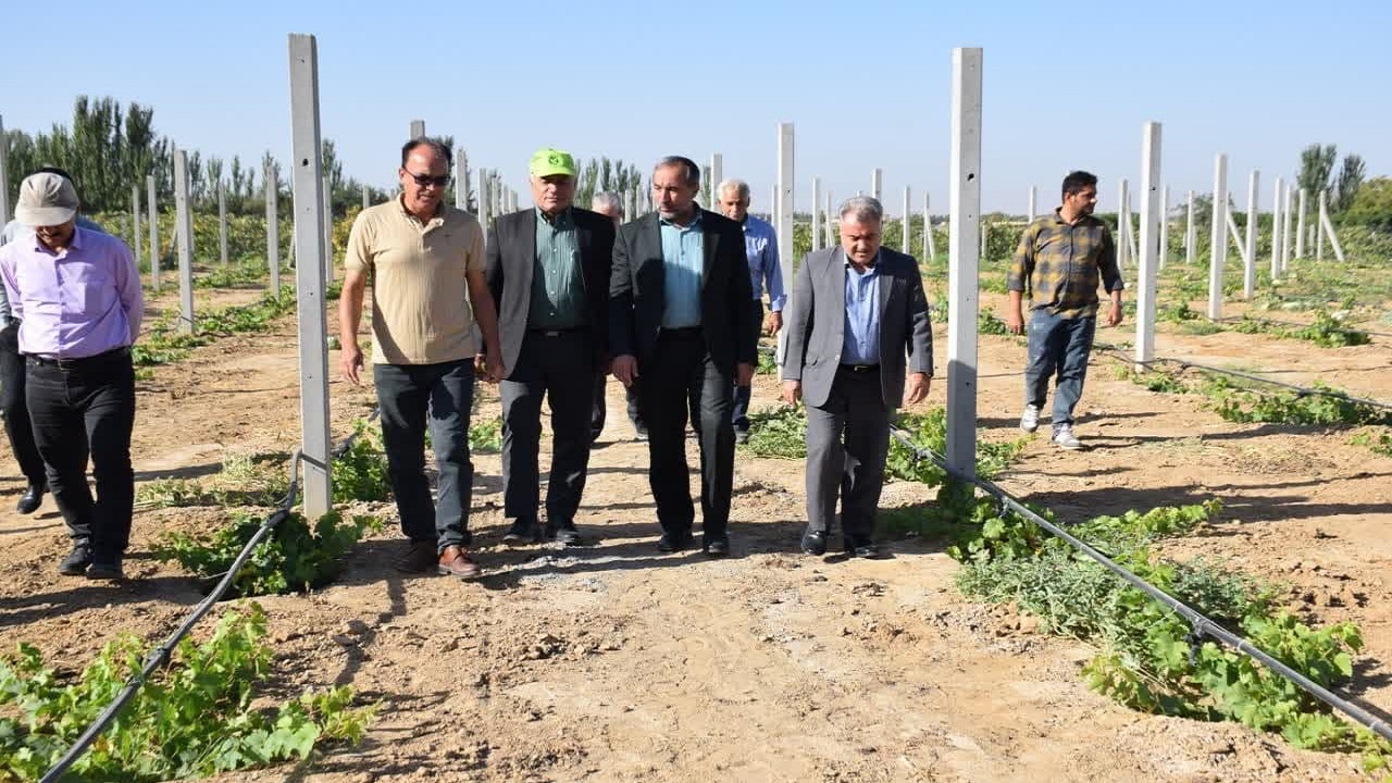 افزایش ۶۴ درصدی تولید انگور در میاندوآب