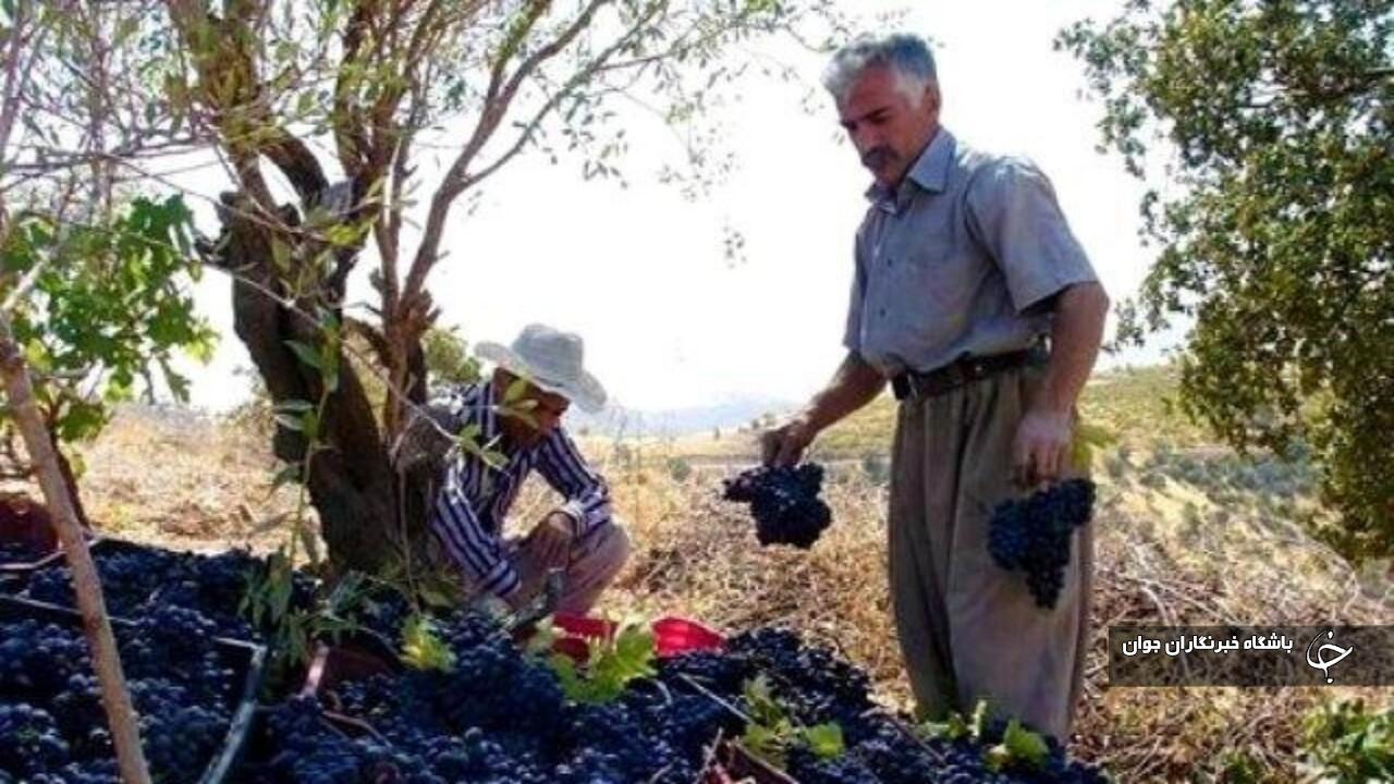 برداشت انگور سیاه از تاکستان‌های سردشت آغاز شد