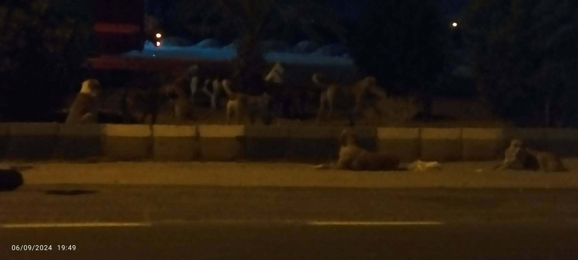 پرسه سگ های ولگرد در فهرج پرسه سگ های ولگرد در فهرج