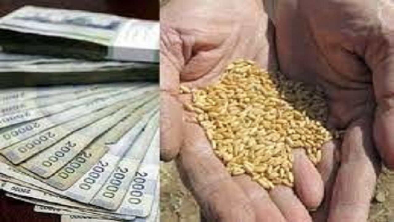 پرداخت بیش از ۳۰ هزار میلیارد ریال از مطالبات گندمکاران استان همدان