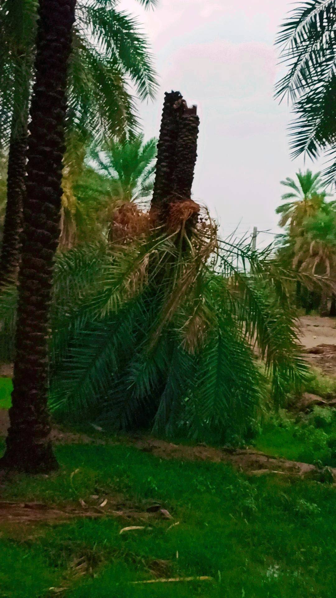 خسارات به نخلستان خسارات به نخلستان