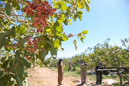 برداشت پسته طلای سبز در کرمان