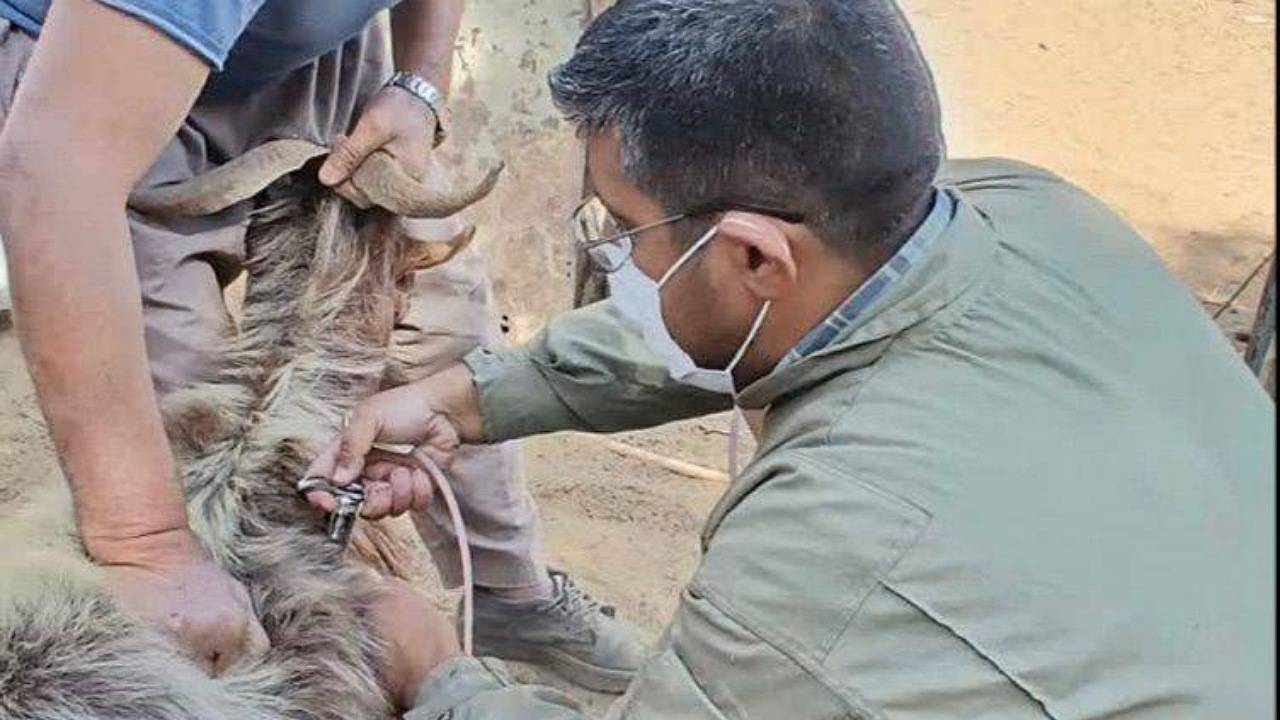 هشدار دامپزشکی کرمان در خصوص بیماری آنتروتوکسمی