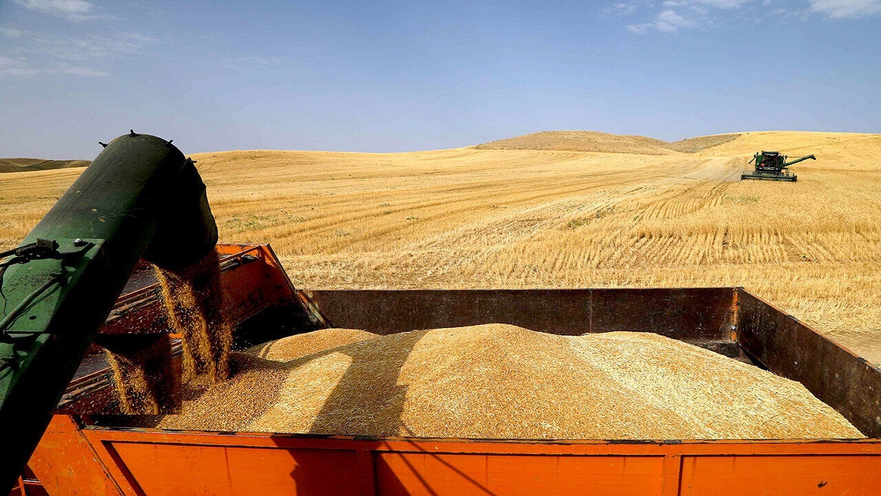 تمام مطالبات گندم‌کاران استان بوشهر پرداخت شد