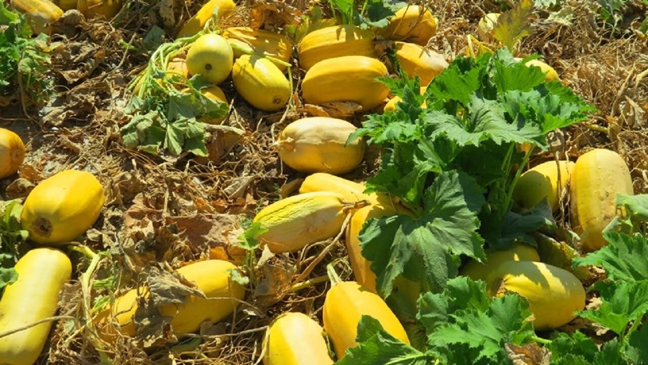کدوی آجیلی محصولی مناسب برای تناوب زراعی در چهارمحال و بختیاری