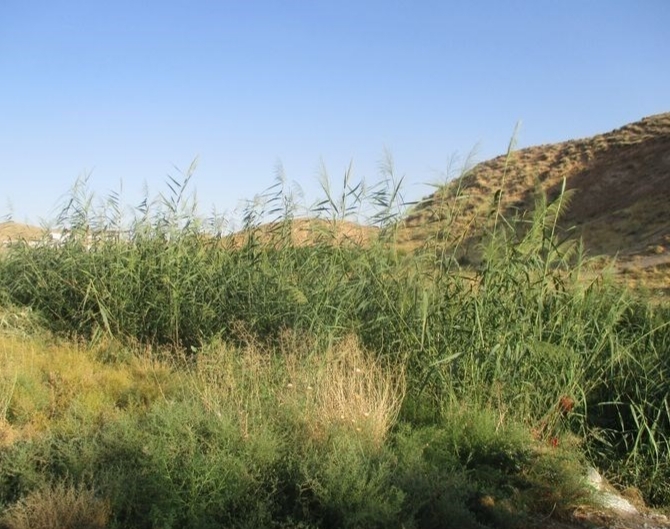 &laquo;آرین&raquo; چراغ خانه&zwnj;ای که خاموش شد