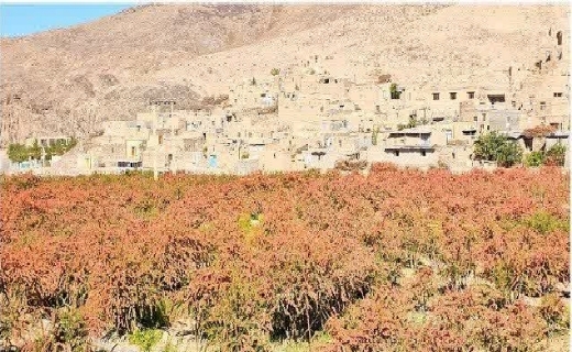باغات زرشک روستای سردوان