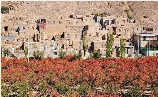 باغات زرشک روستای سردوان