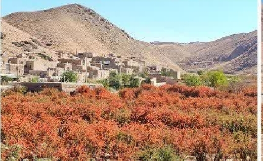 باغات زرشک روستای سردوان