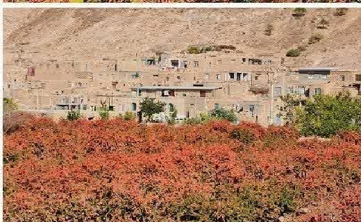 باغات زرشک روستای سردوان