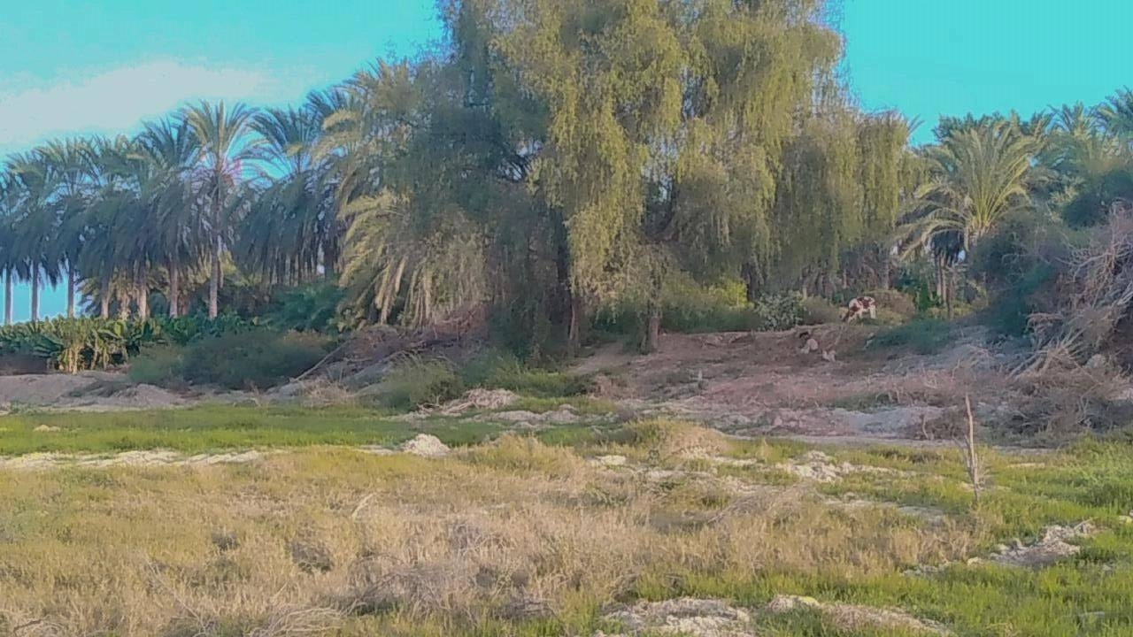 پربار شدن درختان شهرستان زرآباد با درختان موز