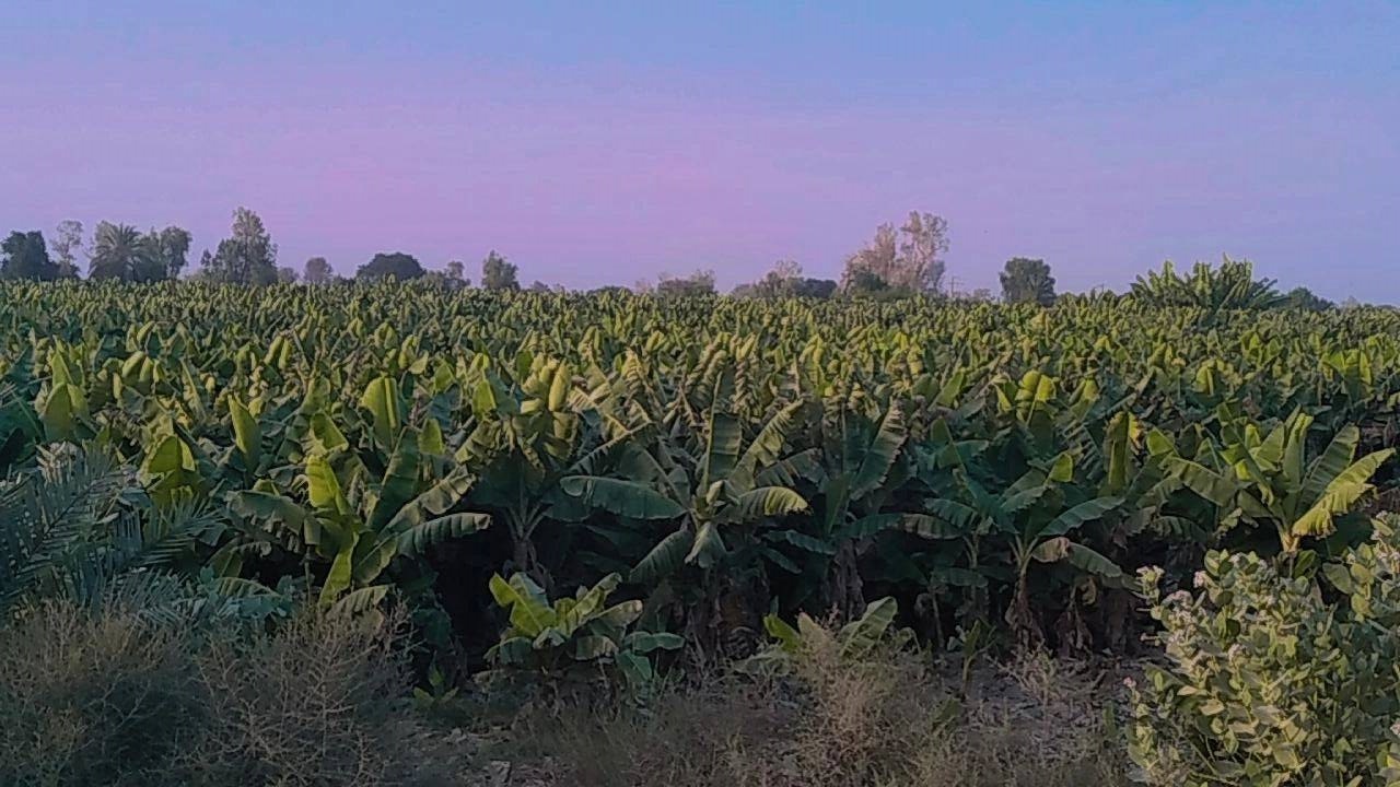 پرورش درختان موز بر روی درختان شهرستان زرآباد