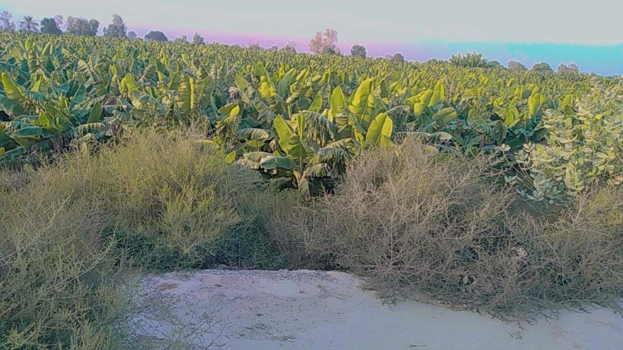 رشد کردن درختان موز در شهرستان زرآباد
