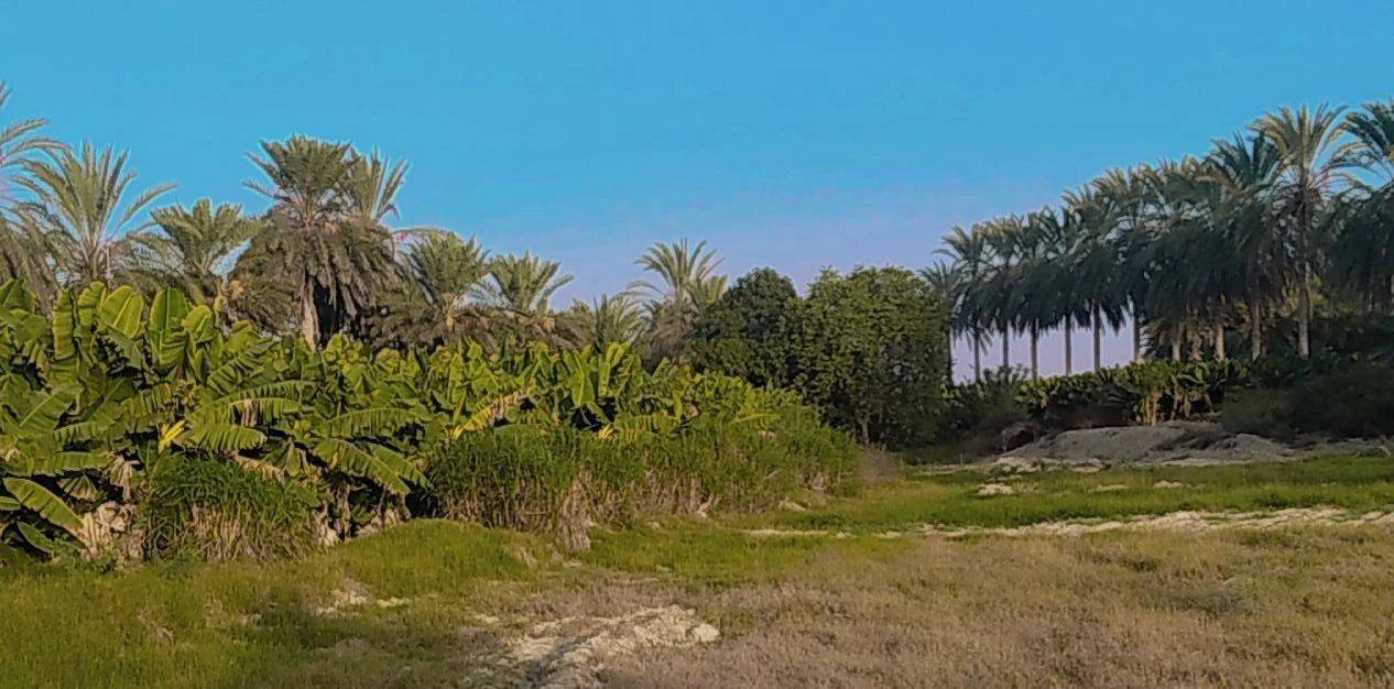 درختان موز